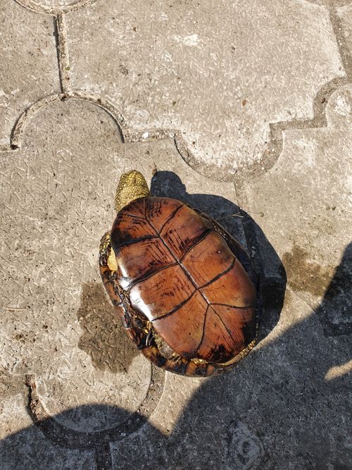 Plastron Emys orbicularis persica