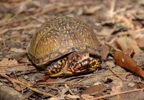 Terrapene triunguis