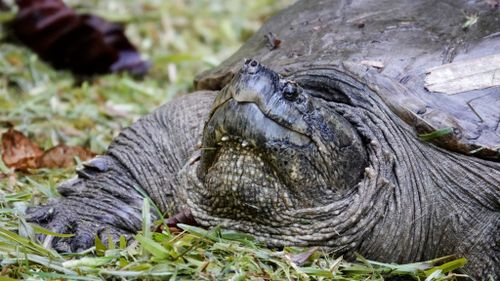 Tête Chelydra acutirostris