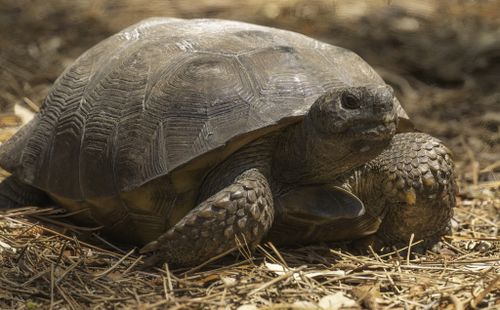 Gopherus polyphemus