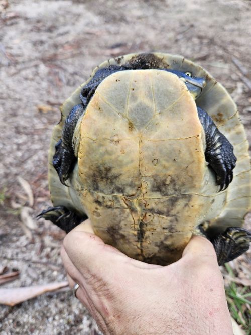 Plastron Emydura macquarii macquarii