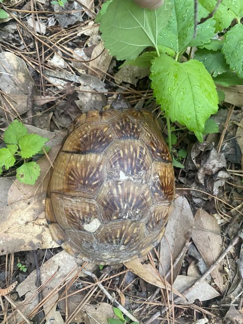 Dossière Terrapene triunguis