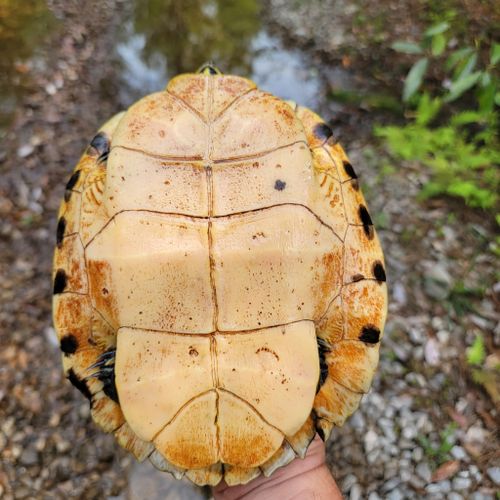 Plastron Trachemys scripta scripta