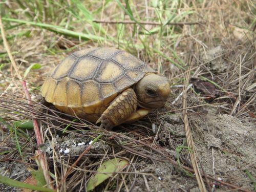 Juvénile Gopherus polyphemus