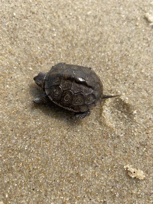 Juvénile Malaclemys terrapin