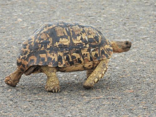 Corps Stigmochelys pardalis