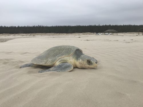 Lepidochelys kempii