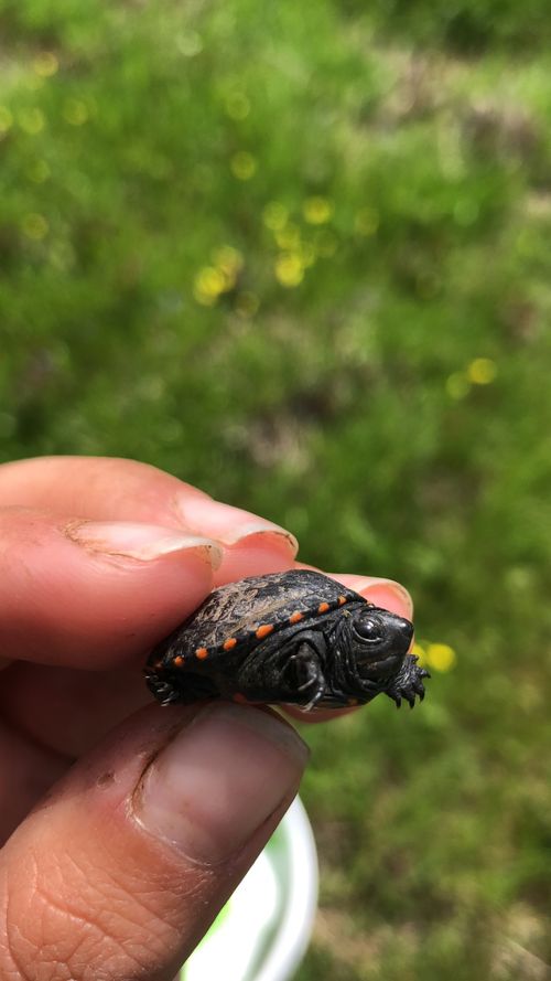 Juvénile Kinosternon subrubrum hippocrepis