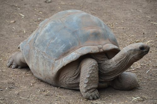 Dossière Aldabrachelys gigantea