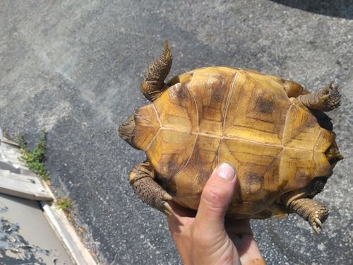 Plastron Gopherus polyphemus