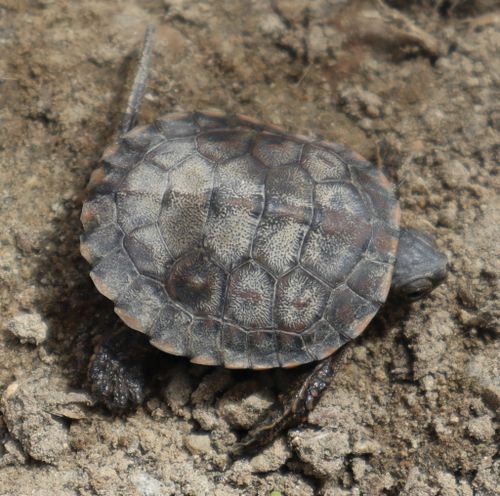 Juvénile Mauremys leprosa leprosa