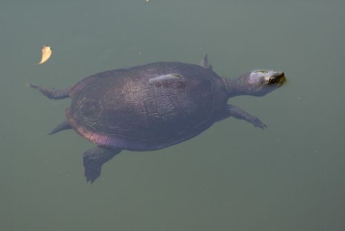 Dossière Emydura subglobosa worrelli