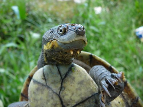 Tête Myuchelys georgesi