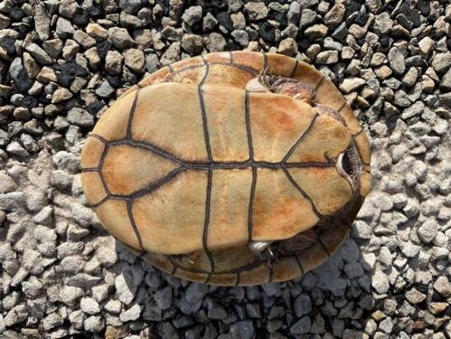 Plastron Chelodina oblonga