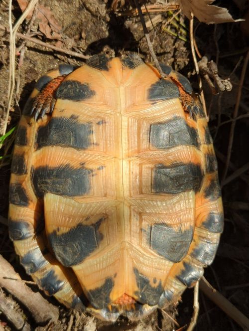 Plastron Glyptemys insculpta