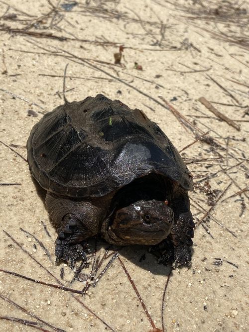 Dossière Chelydra serpentina