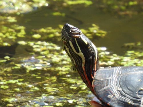 Tête Chrysemys picta marginata