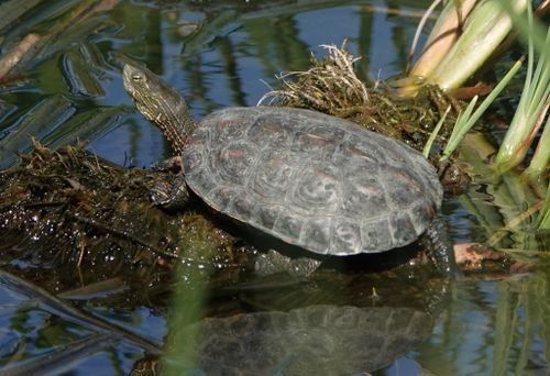 Mauremys leprosa