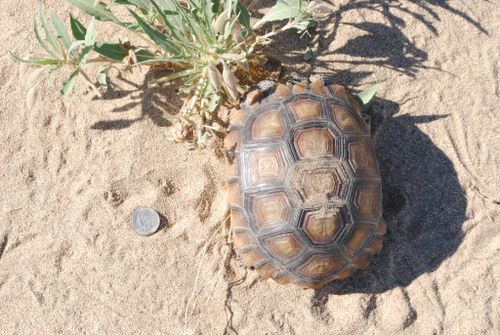 Dossière Gopherus agassizii