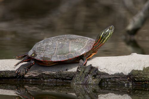 Chrysemys picta marginata