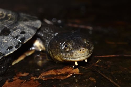 Tête Mesoclemmys vanderhaegei