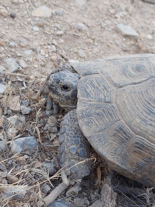 Tête Testudo graeca buxtoni