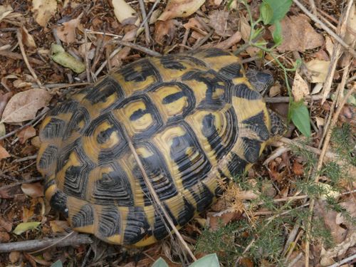 Dossière Testudo hermanni