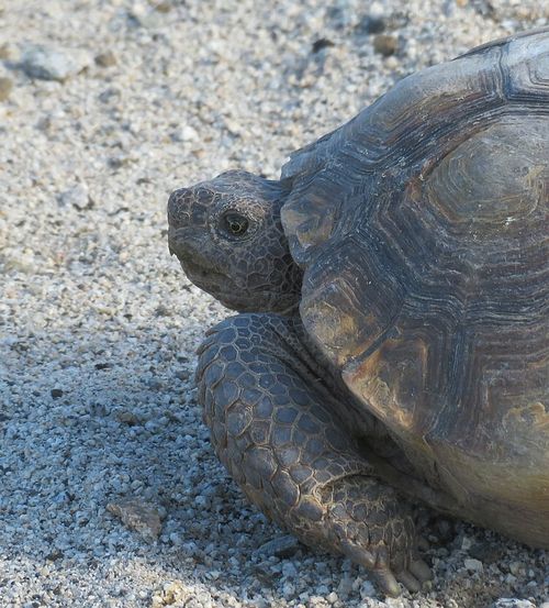 Tête Gopherus agassizii