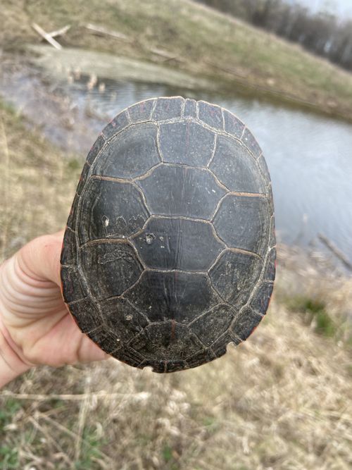 Dossière Chrysemys picta marginata