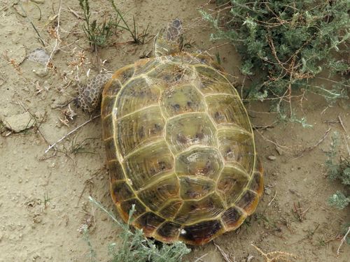 Dossière Testudo horsfieldii