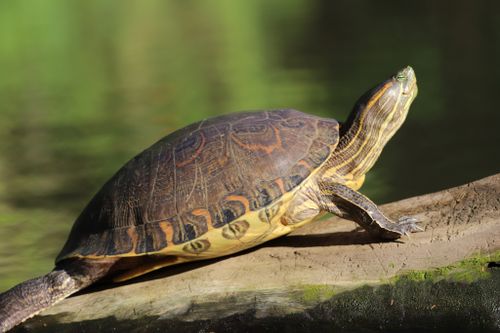 Trachemys venusta