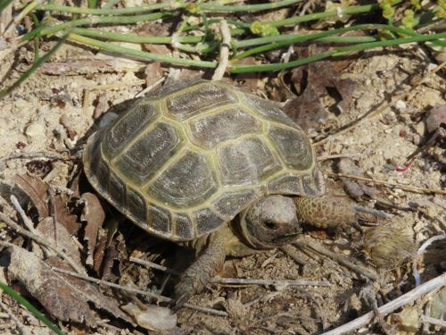 Juvénile Testudo horsfieldii