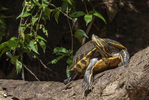 Trachemys grayi emolli