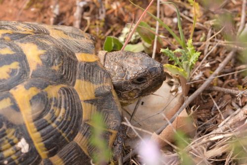 Tête Testudo hermanni