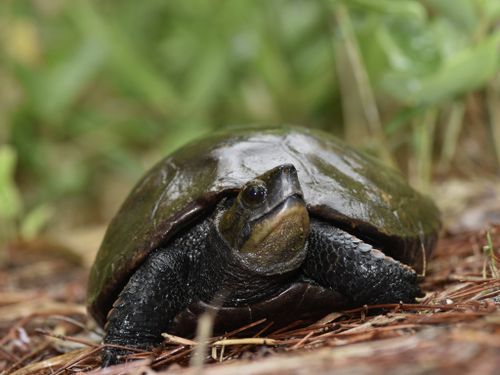 Mauremys japonica