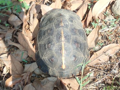 Dossière Cuora flavomarginata flavomarginata