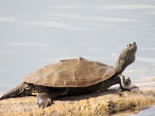 Graptemys pseudogeographica