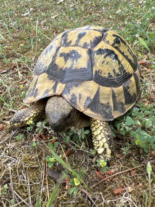 Corps Testudo hermanni