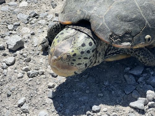 Tête Malaclemys terrapin