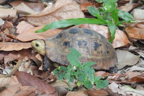 Indotestudo elongata