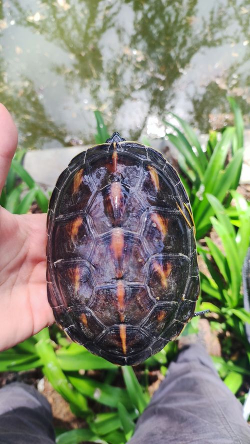 Dossière Mauremys sinensis