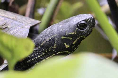 Tête Mauremys nigricans