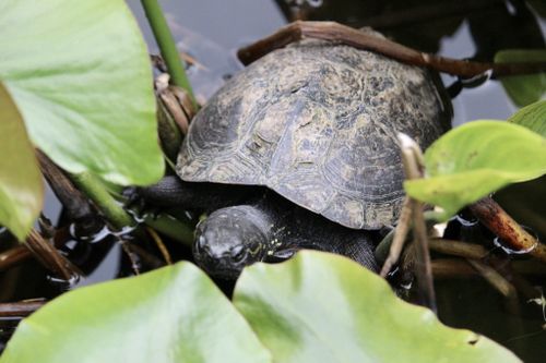 Mauremys nigricans