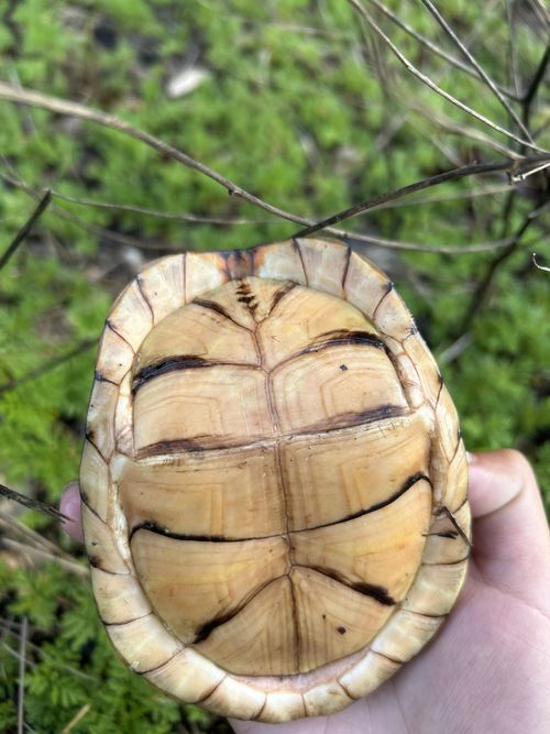 Plastron Terrapene triunguis