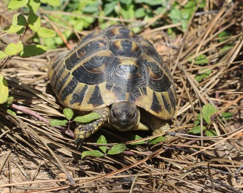 Testudo hermanni