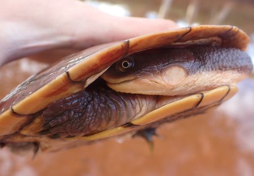 Tête Chelodina steindachneri