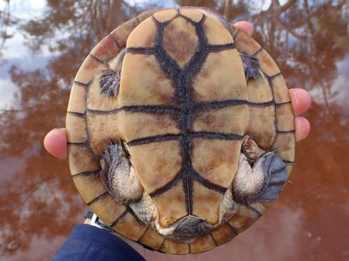 Plastron Chelodina steindachneri