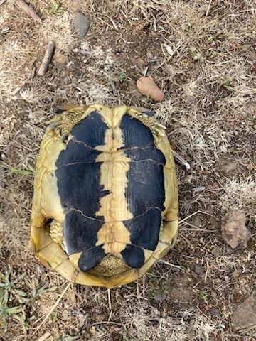 Plastron Testudo hermanni