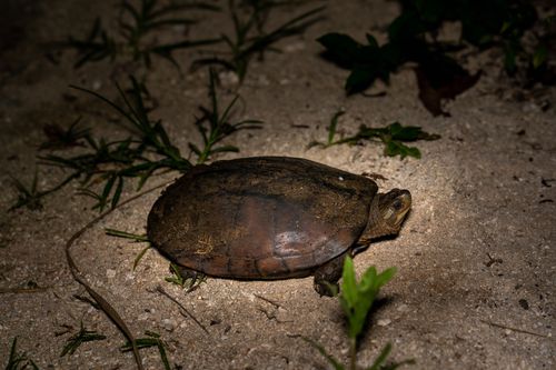 Mauremys mutica kami