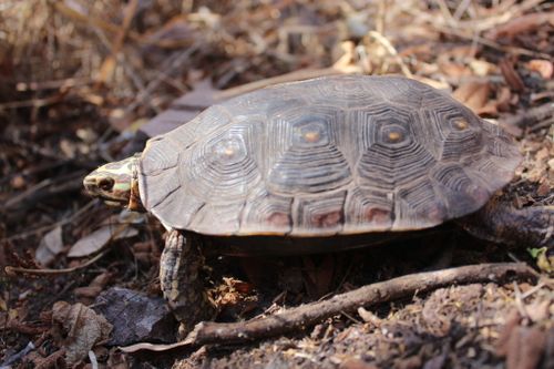 Rhinoclemmys rubida perixantha